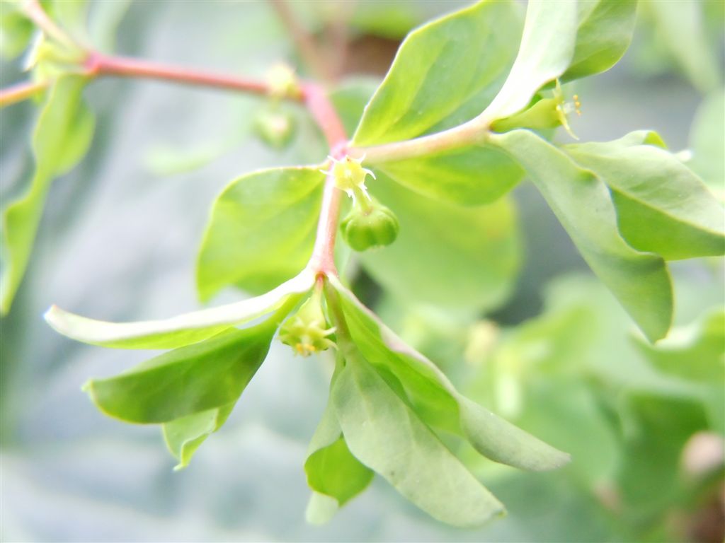 Euphorbia peplus / Euforbia minore